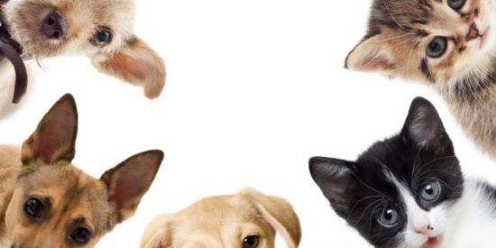 Imagem do grupo de WhatsApp Doações de animais Passos