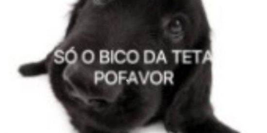 Imagem do grupo de WhatsApp grupo do zapi