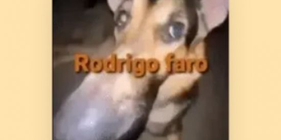 Imagem do grupo de WhatsApp senta fofos