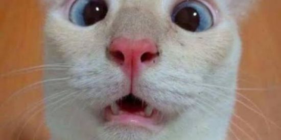 Imagem do grupo de WhatsApp Os Corno😂