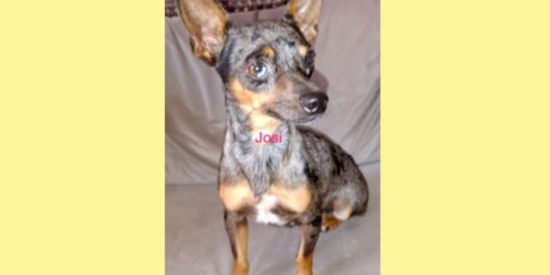 Imagem do grupo de WhatsApp Pinscher Goiás Josi