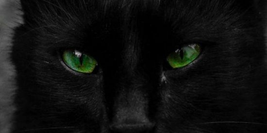 Imagem do grupo de WhatsApp Chat do Dark