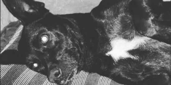 Imagem do grupo de WhatsApp Entrar do grupo da FAMÍLIA DARK