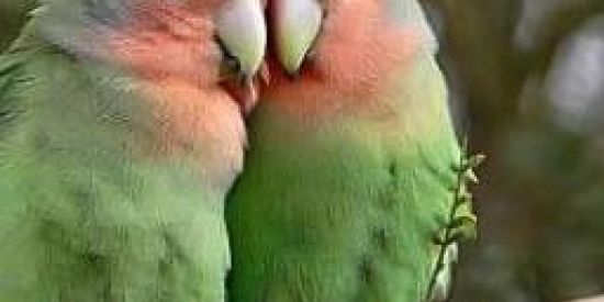 Imagem do grupo de WhatsApp AVES AMIGAS 🦜🦃🦚🐓🦢🕊️🦆