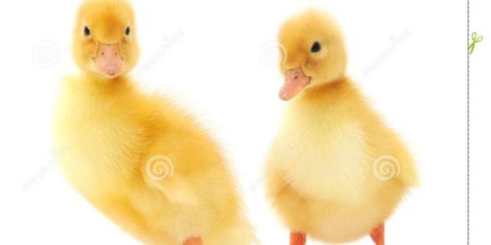 Imagem do grupo de WhatsApp PATINHOS KSKS