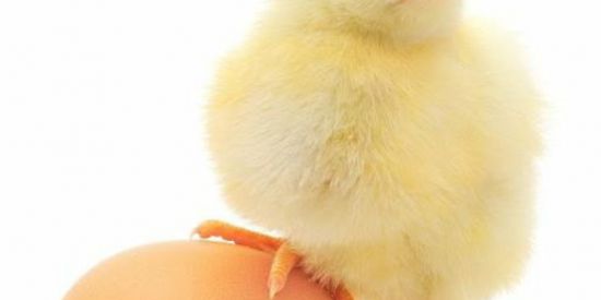 Imagem do grupo de WhatsApp Bando de retardados