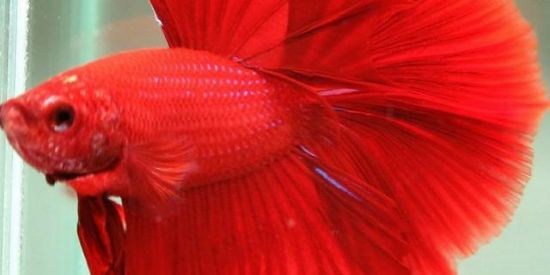 Imagem do grupo de WhatsApp Peixe Betta 🐟🐠