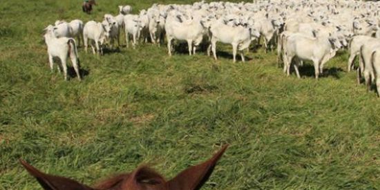 Imagem do grupo de WhatsApp Agropecuária ☘️🐂☘️🐂