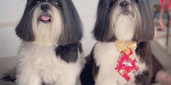 Imagem do grupo de WhatsApp Shih tzu vendas, doações e cruzar somente R.J🐶