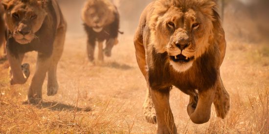 Imagem do grupo de WhatsApp *🦊CONVITE ✧Vx'ร✧ 🦊*