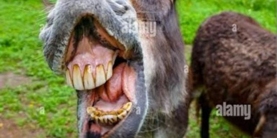 Imagem do grupo de WhatsApp 🌹WEP NAMORO cornos sem chifre 🌹