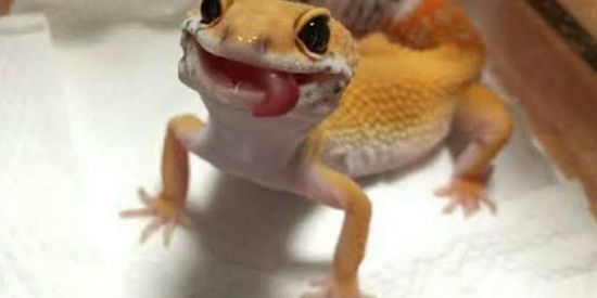 Imagem do grupo de WhatsApp 🦎Calango