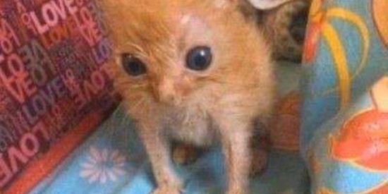 Imagem do grupo de WhatsApp Povo estranho do Lit