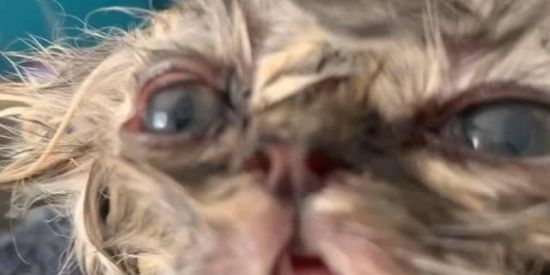 Imagem do grupo de WhatsApp Pais do supremo 🎞️