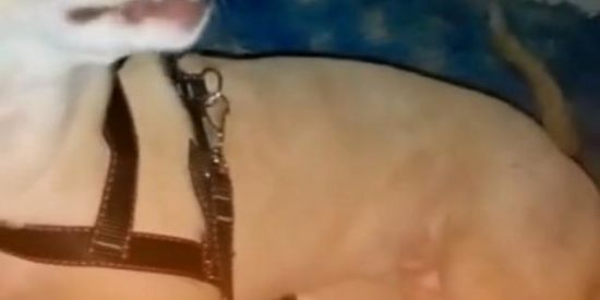 Imagem do grupo de WhatsApp Ajuda o belo