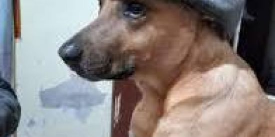 Imagem do grupo de WhatsApp Cavalo Africano 🗿🍷