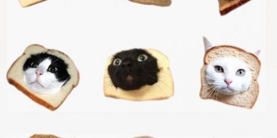 Imagem do grupo de WhatsApp LGBT FRIENDS