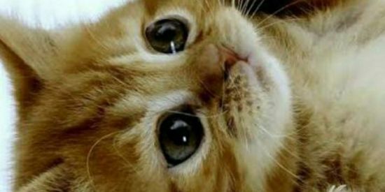 Imagem do grupo de WhatsApp A M I Z A D E 999% 🌹🧸