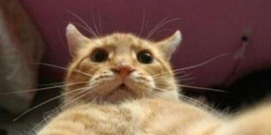 Imagem do grupo de WhatsApp So zueira🤡