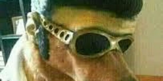 Imagem do grupo de WhatsApp F.R.I.E.N.D.S