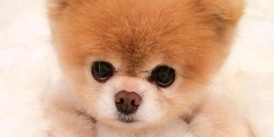 Imagem do grupo de WhatsApp ☆°𝑫𝒐𝒈 𝑻𝒓𝒂𝒅𝒆𝒔°☆