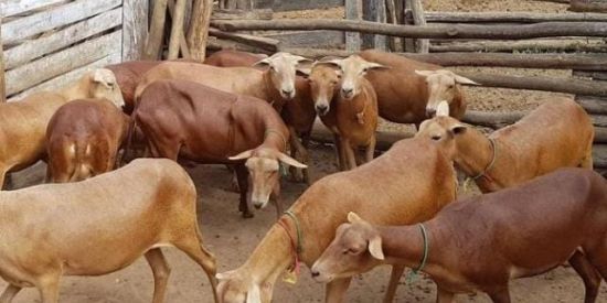 Imagem do grupo de WhatsApp CRIADORES ovinos NORDESTE