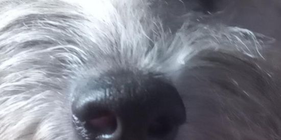 Imagem do grupo de WhatsApp seguidores do Instagram