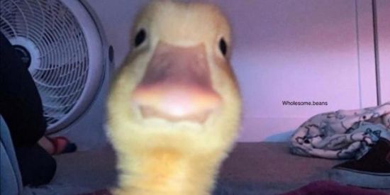 Imagem do grupo de WhatsApp 🍃Família virtual🍷🌱