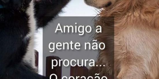 Imagem do grupo de WhatsApp Dicas para criadores Pets.     TUDO DE 🦮BOM PARA SEU🐕 PELUDO DO LAR🐕‍🦺