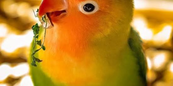 Imagem do grupo de WhatsApp Grupo de Psitacídeos pe.🦜