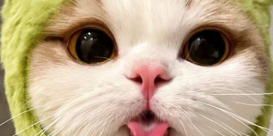 Imagem do grupo de WhatsApp Grupo da zoeira 😂  amizade e zoeira figurinhas