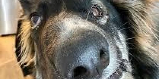 Imagem do grupo de WhatsApp ♛꧁ CASTRADOS ꧂♛