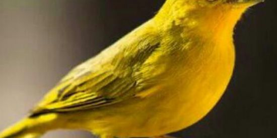 Imagem do grupo de WhatsApp Canário Grupo Informe e Interação Entre Criadores