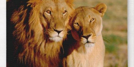 Imagem do grupo de WhatsApp Renascer leões guerreiros