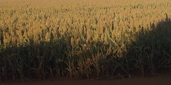 Imagem do grupo de WhatsApp Mau caminho