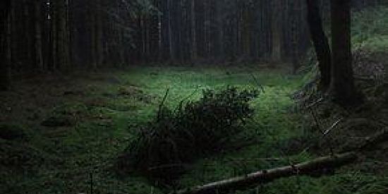 Imagem do grupo de WhatsApp Floresta Off