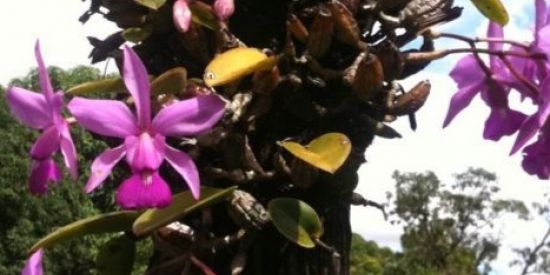 Imagem do grupo de WhatsApp ORQUIDÁRIO BRASIL 🟢 (1)