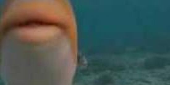 Imagem do grupo de WhatsApp 👑ZUEIRA😰SEM🥶LIMITES👑