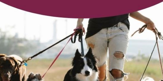 Imagem do grupo de WhatsApp Meu Dog Perfeito