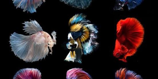 Imagem do grupo de WhatsApp Bettas Iniciante Br🇧🇷