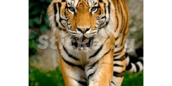 Imagem do grupo de WhatsApp Grupo 1️⃣0️⃣0️⃣0️⃣ do jogo do bicho