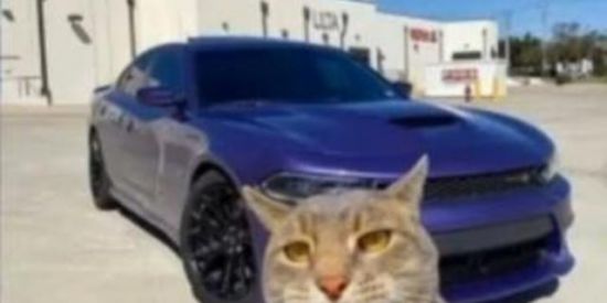 Imagem do grupo de WhatsApp 𝐒𝚻𝚪𝚰𝚱𝚺 𝟓𝚱