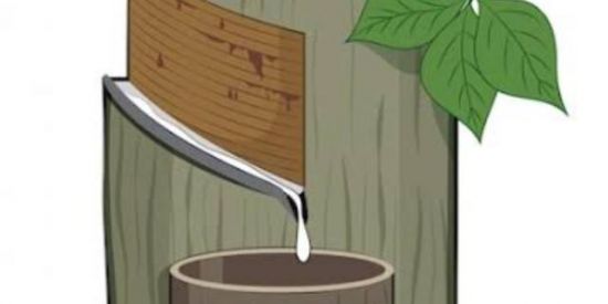 Imagem do grupo de WhatsApp Seringueira dos guerreiros (as) 🙏🏼🤝❤️