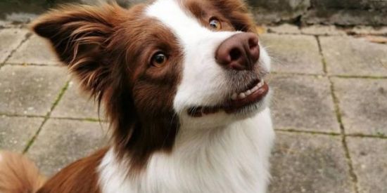 Imagem do grupo de WhatsApp Perdidos na floresta 🐾🍃