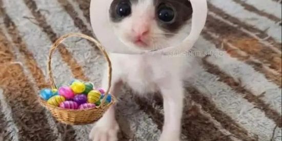 Imagem do grupo de WhatsApp duas noites com feliz pascoa