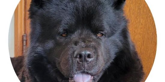 Imagem do grupo de WhatsApp Pet Peludo