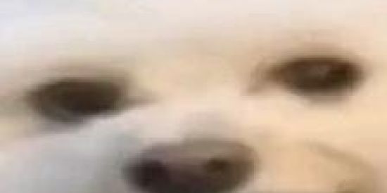 Imagem do grupo de WhatsApp Gods do Blox