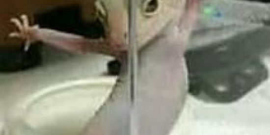 Imagem do grupo de WhatsApp Amizade e namoro