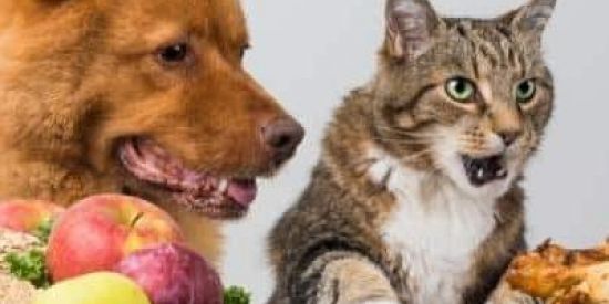 Imagem do grupo de WhatsApp Alimentação natural