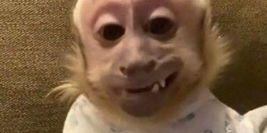 Imagem do grupo de WhatsApp 🙊TROPA DO MACACO🐒